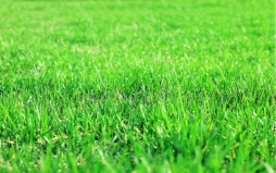 Премиум Фото | Стриженая газонная трава, сочная газонная трава, текстура  травы.